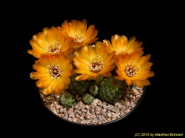 Sulcorebutia tarabucoensis v. callecallensis L389 2251